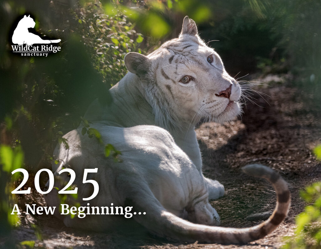 WildCat Ridge Sanctuary 2025 calendar front WildCat Ridge Sanctuary 2025 calendar front