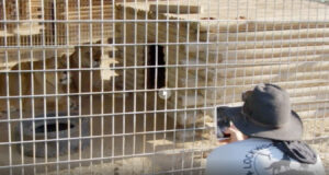 Surviving Joe Exotic - Screenshot
