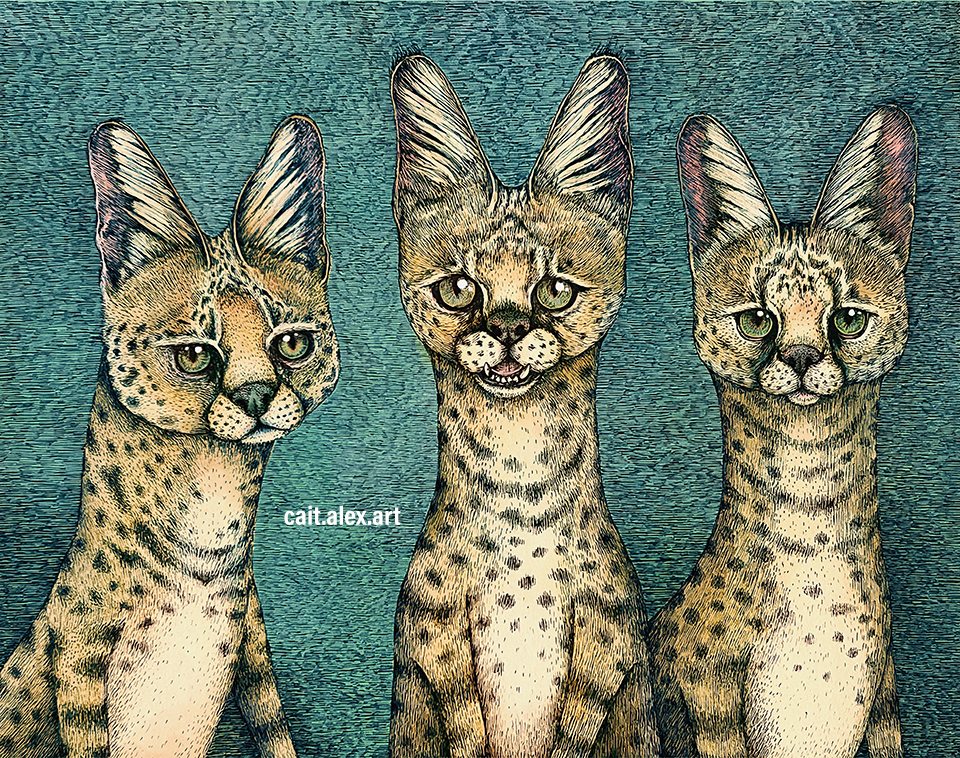 Caitlin Alger – Servals Caitlin Alger - Servals