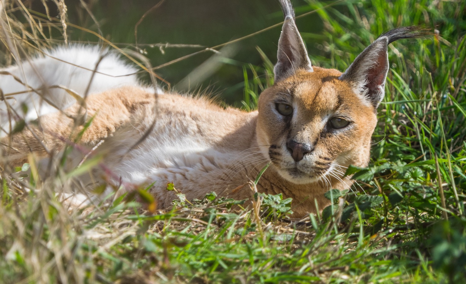 Carrie Caracal (2019)