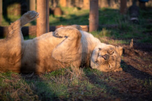 Chobe sunbathing