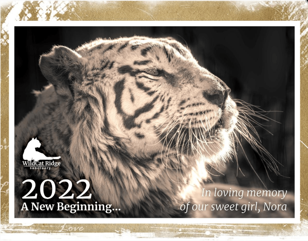 2022 Calendar Nora Cover 2022 Calendar Nora Cover