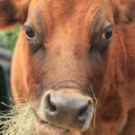 Betty chewing hay