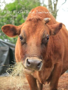 Betty chewing hay