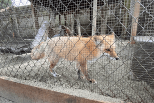 fox at West Coast Game Park