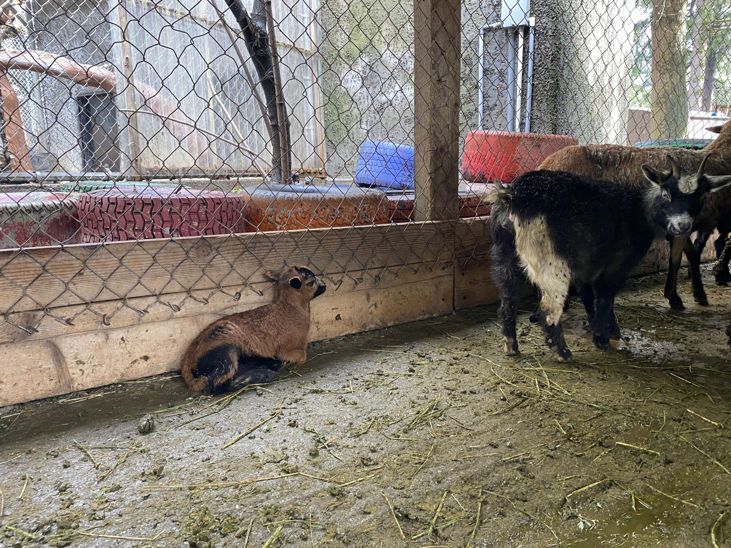 goats at West Coast Game Park