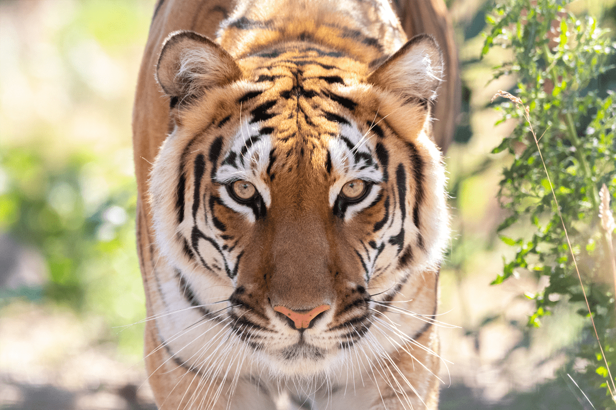 Hirah