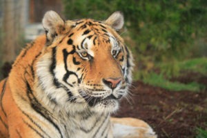 Hobbes