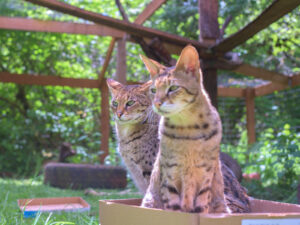 Zuzu and Jersey