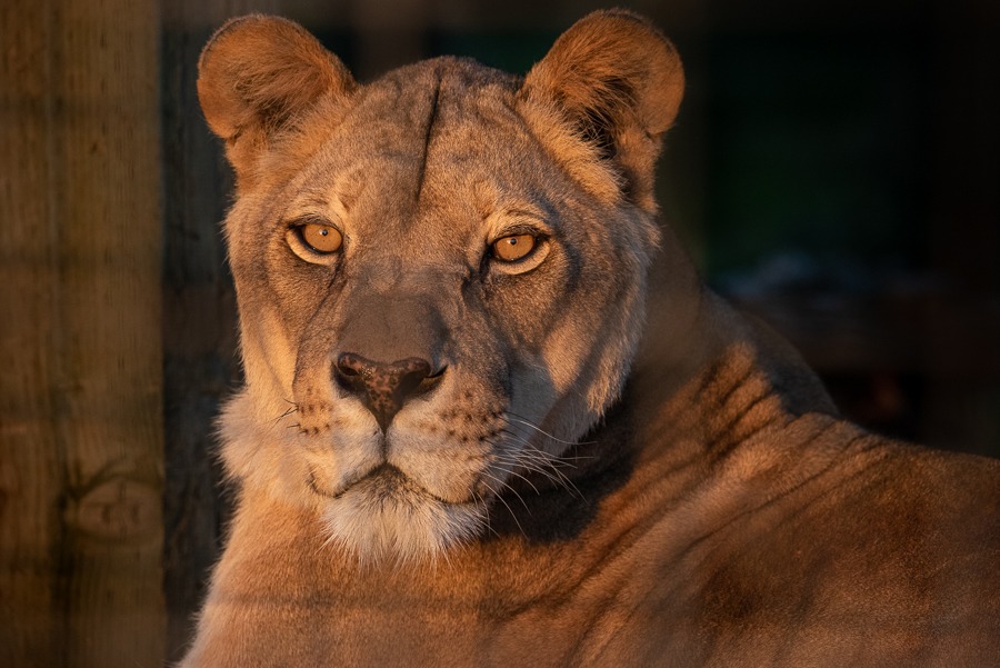 Kariba Lioness (2025)
