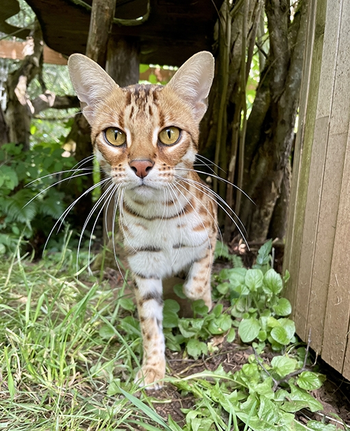 Katerina Bengal Cat