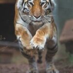 Katie tiger