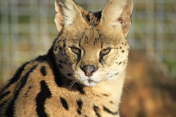 Kenya