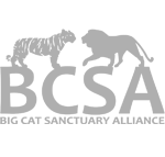 Big Cat Sanctuary Alliance