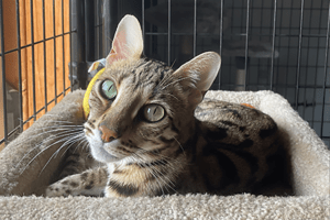 Loki