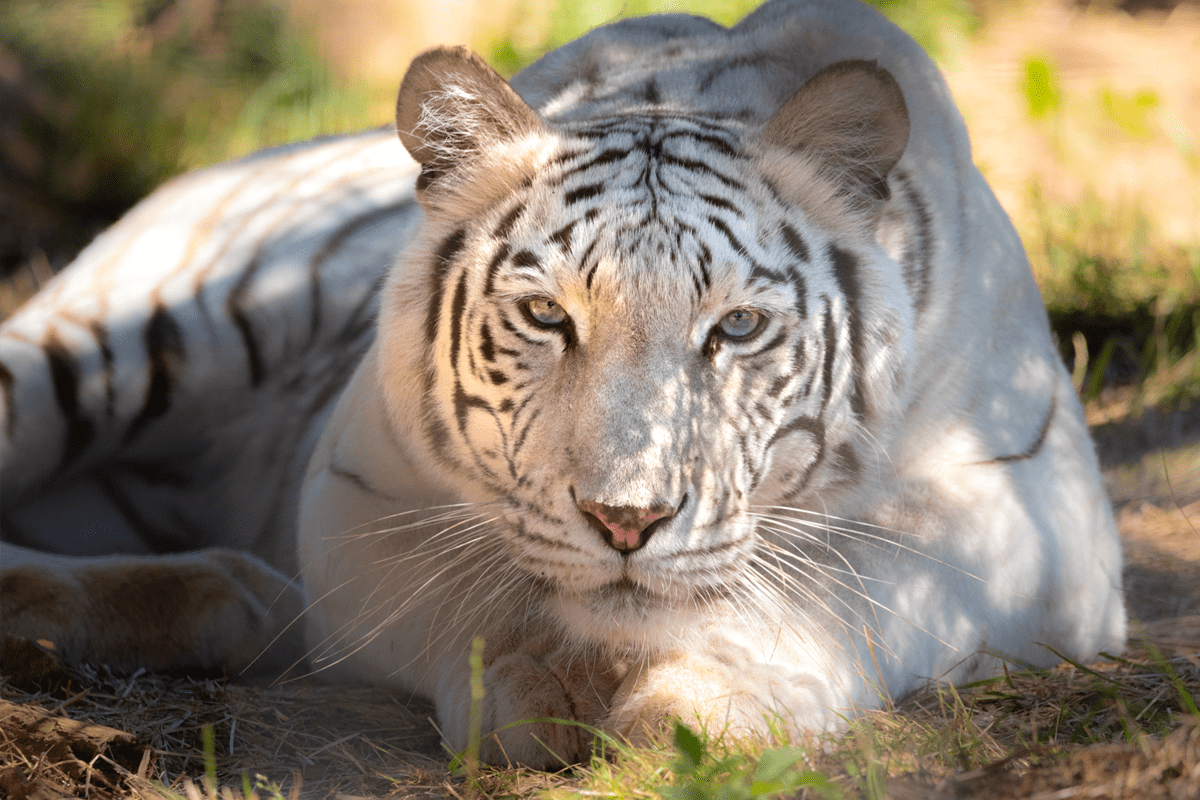 Maharani