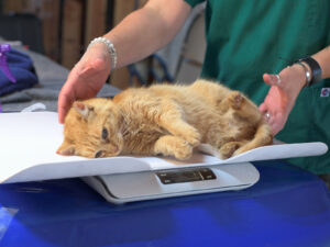 Getting Milo's Weight