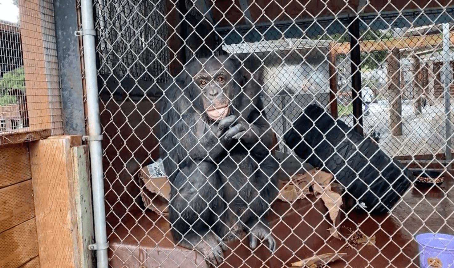 monkey at West Coast Game Park