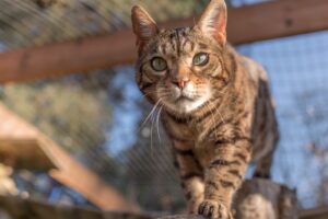 Mowgli Bengal Cat
