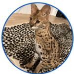 Nala pet serval Instagram