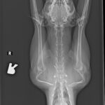Nala X-rays