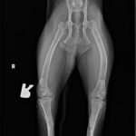 Nala X-rays