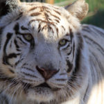 Nora - white tiger at WildCat Ridge Sanctuary