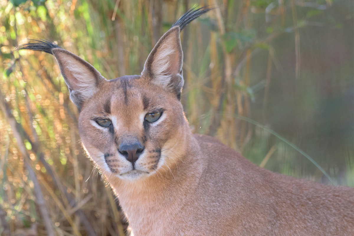 Raja