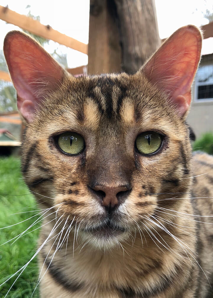 Sammy