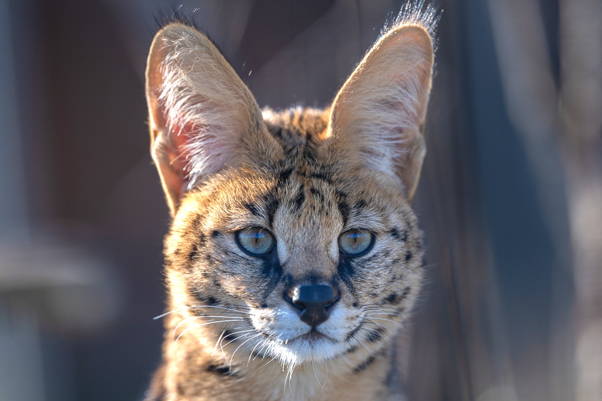 Stormi Serval