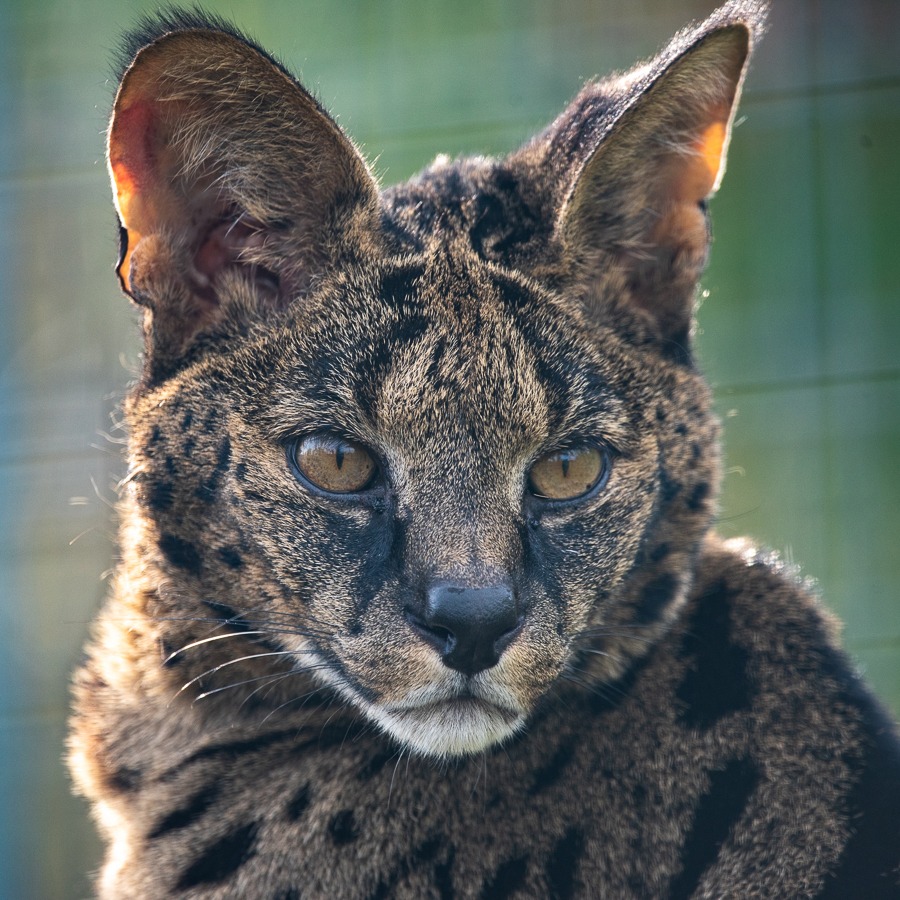 Taji