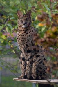 Taji