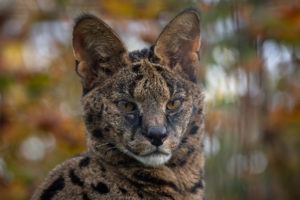 Taji