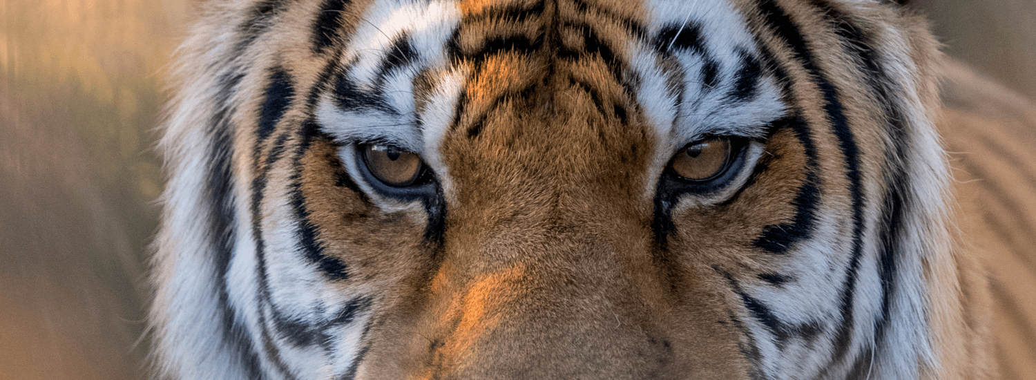 Tiger at WildCat Ridge Sanctuary Cheryl Tuller
