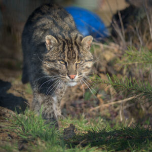 Winston Fishing Cat