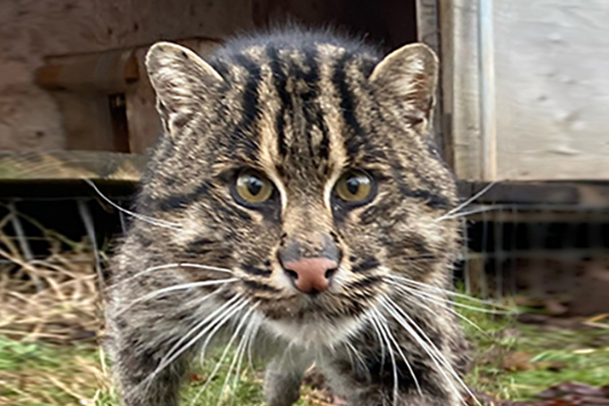 Winston Fishing Cat (2023)